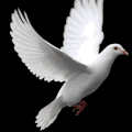 Remembrance Sentiment Dove Chime " 32- Silver 🕊️- Aluminum